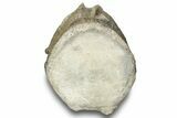 Fossil Whale Caudal Vertebra - Yorktown Formation #250141-2